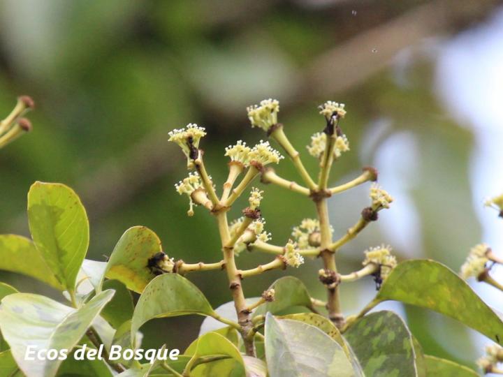 Dendropanax arboreus