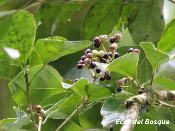 Dendropanax arboreus