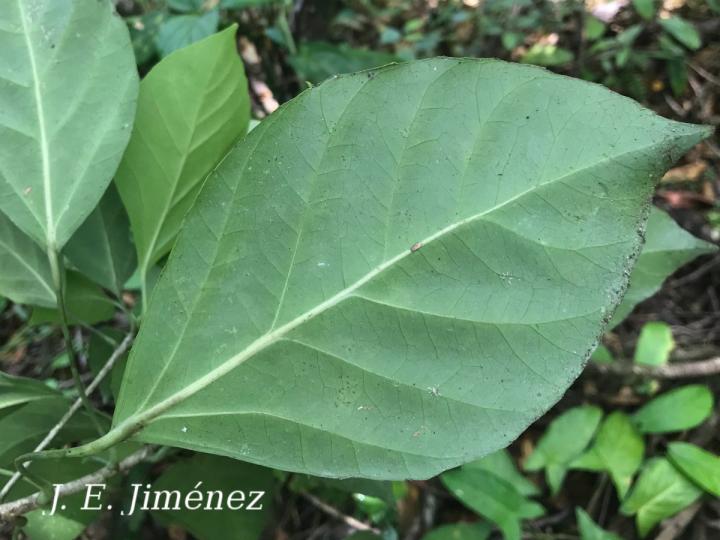 Dendropanax arboreus