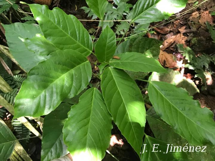 Dendropanax stenodontus