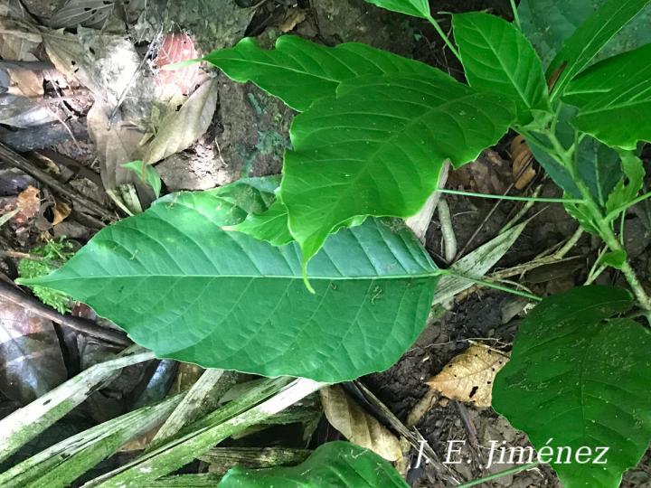 Dendropanax stenodontus