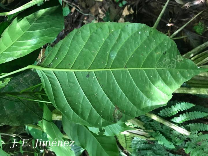 Dendropanax stenodontus