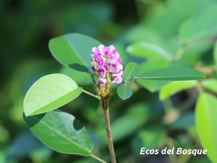 Desmodium heterocarpon