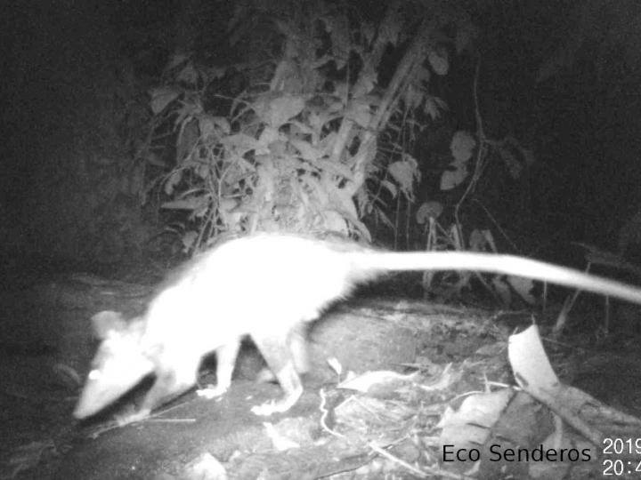 Didelphis marsupialis (Zorro pelón)