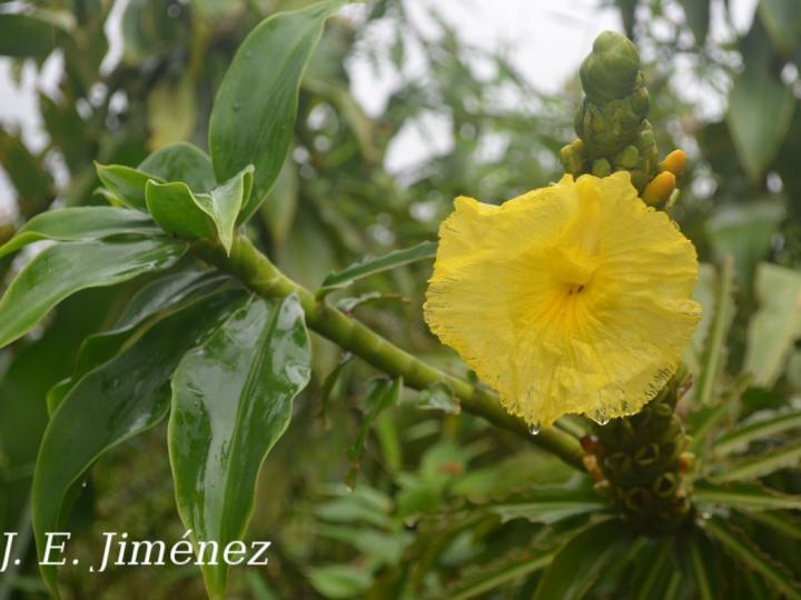 Dimerocostus strobilaceus