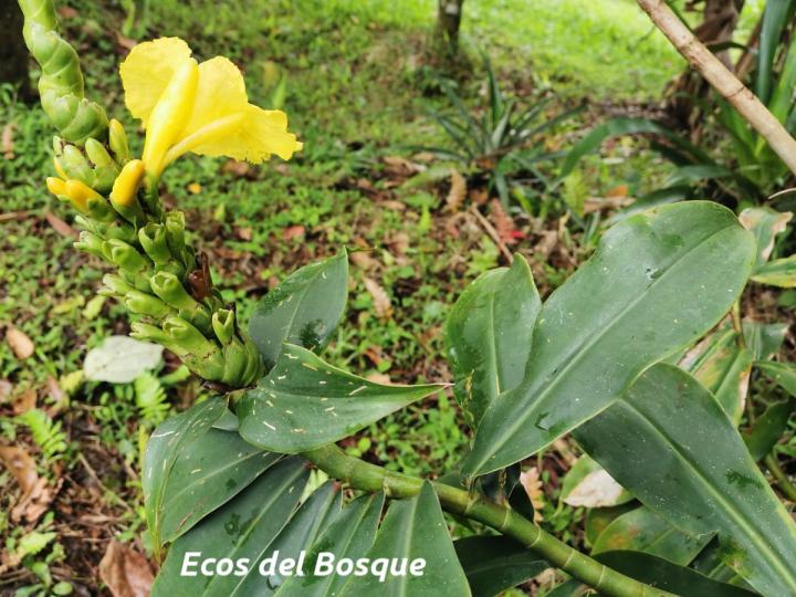 Dimerocostus strobilaceus