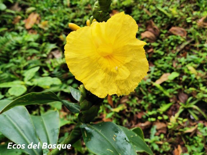 Dimerocostus strobilaceus