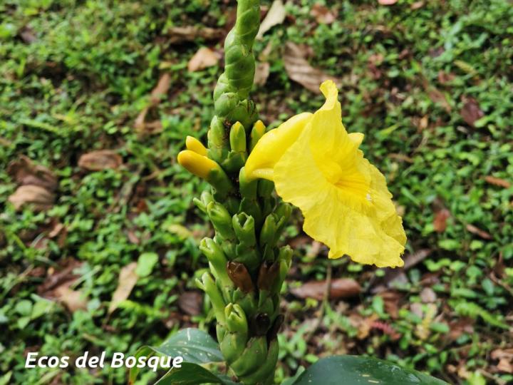 Dimerocostus strobilaceus