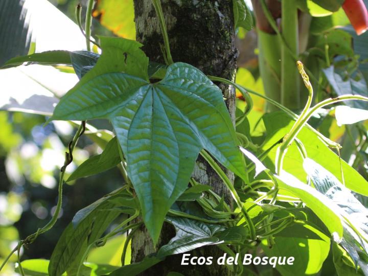Dioscorea trifida