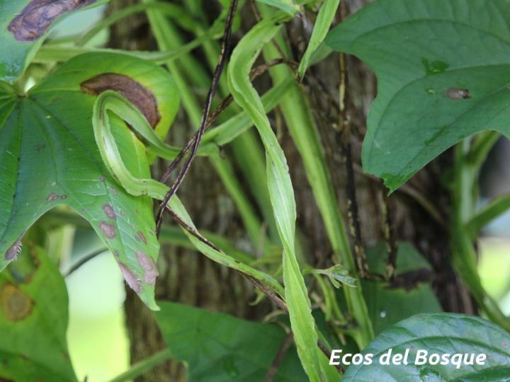 Dioscorea trifida