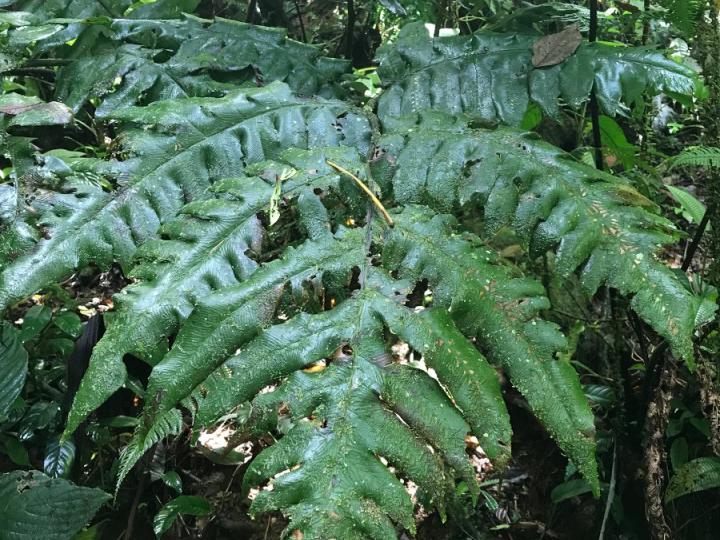 Diplazium macrophyllum