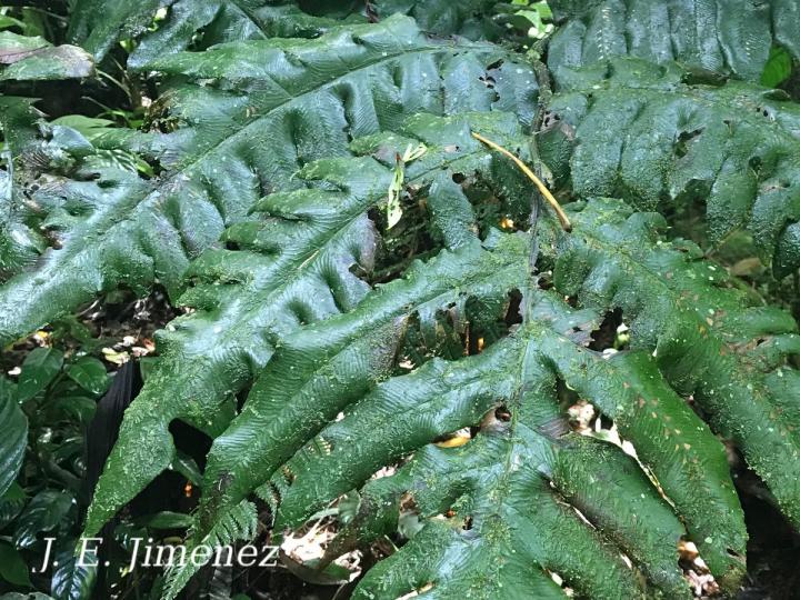 Diplazium macrophyllum