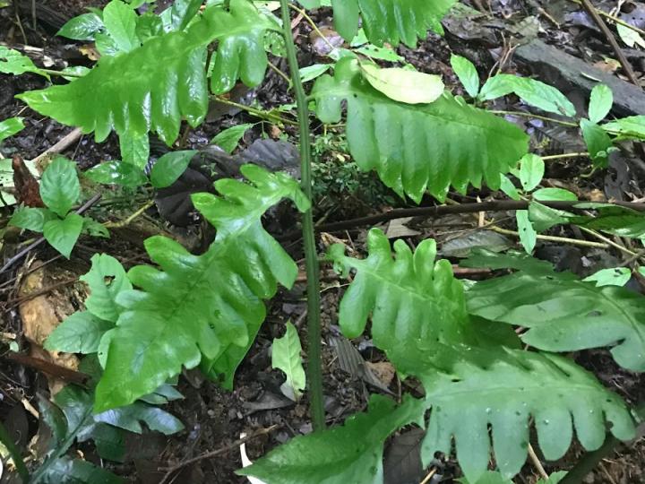 Diplazium macrophyllum