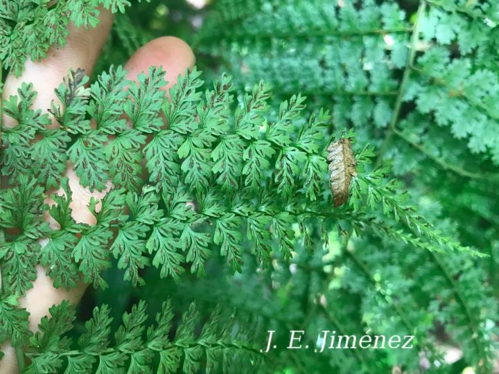 Diplazium myriomerum