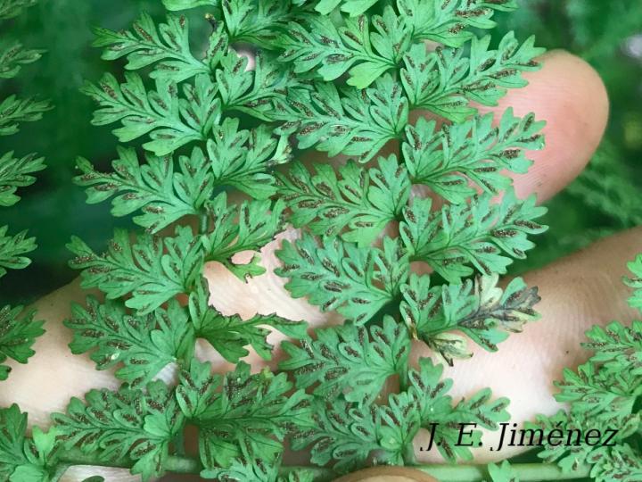 Diplazium myriomerum