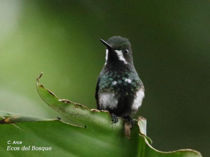 Discosura conversii (Colibrí colicerda verde)