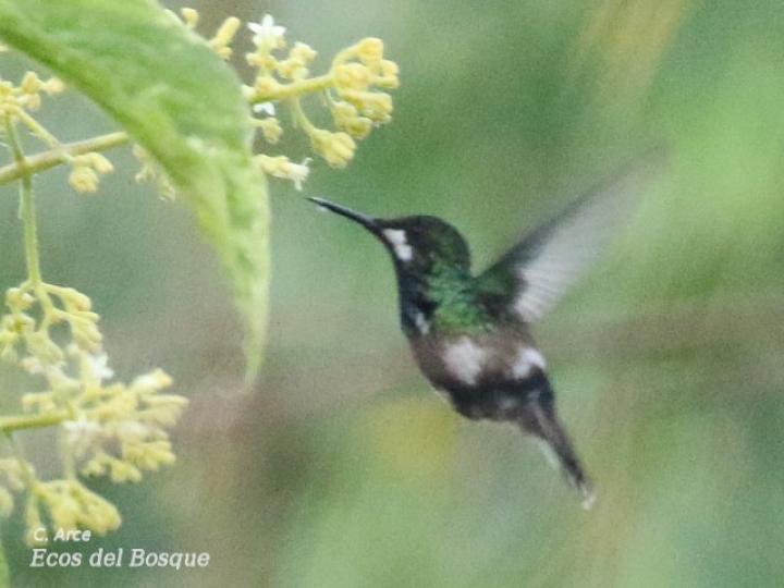 Discosura conversii (Colibrí colicerda verde)