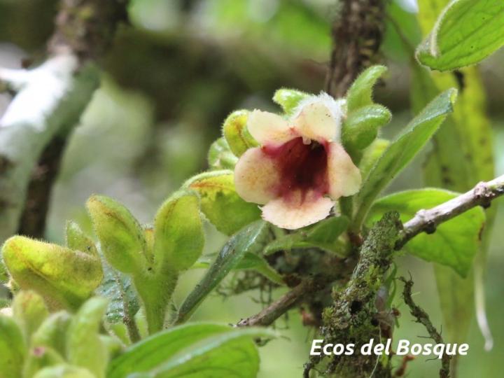 Drymonia alloplectoides