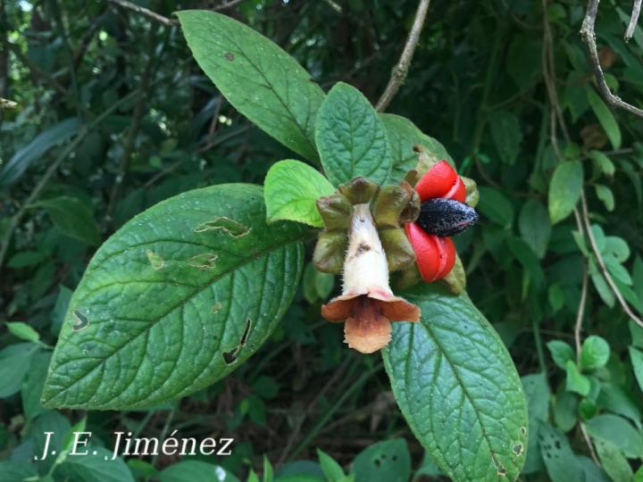 Drymonia alloplectoides