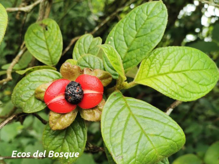 Drymonia alloplectoides