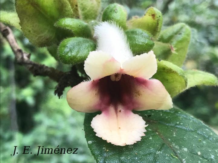 Drymonia alloplectoides