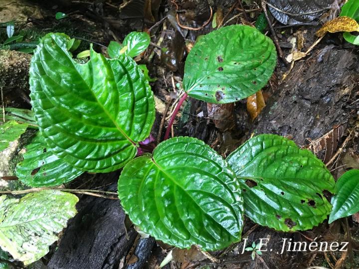 Drymonia turrialvae