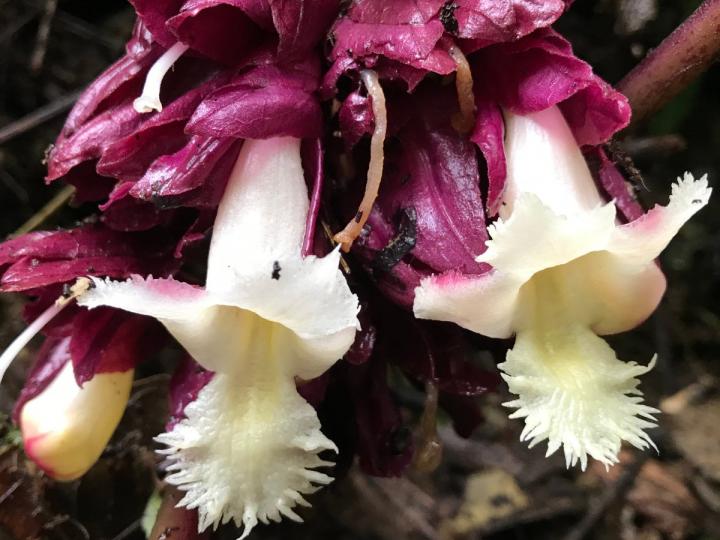 Drymonia turrialvae