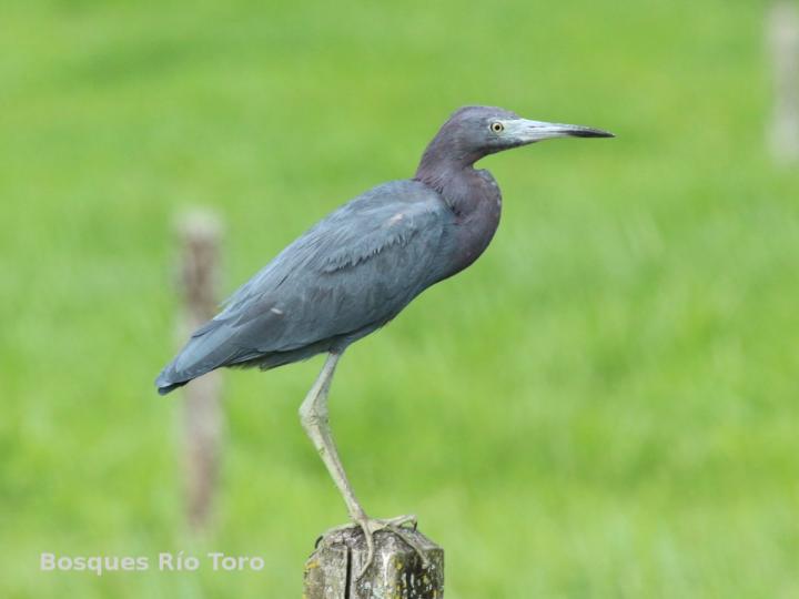 Egretta caerulea