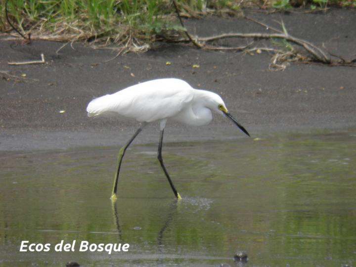 Egretta thula
