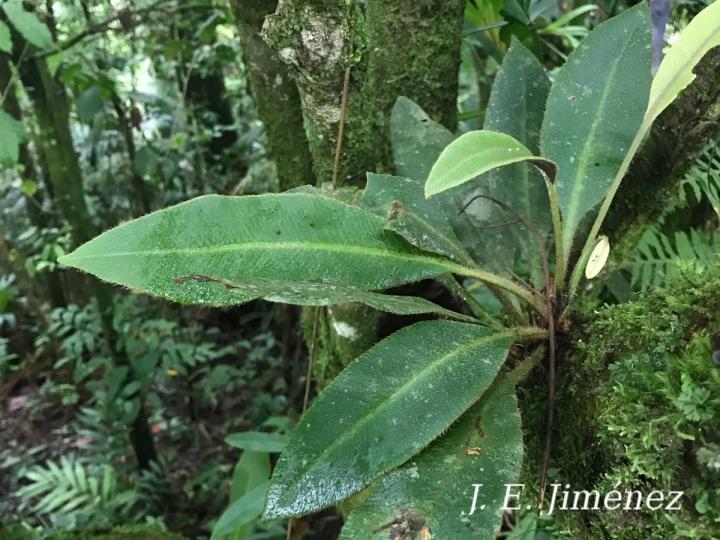 Elaphoglossum boragineum