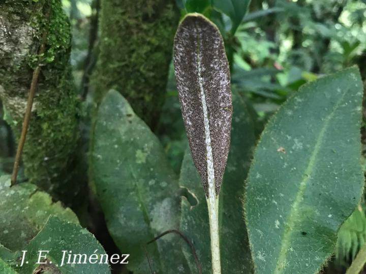 Elaphoglossum boragineum