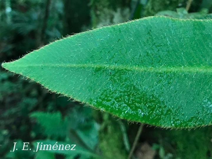 Elaphoglossum boragineum