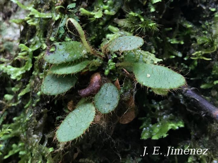 Elaphoglossum minutissimum