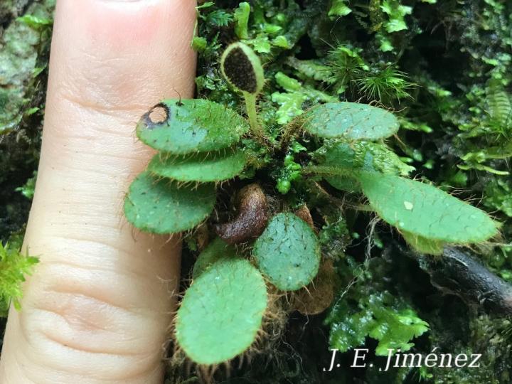 Elaphoglossum minutissimum