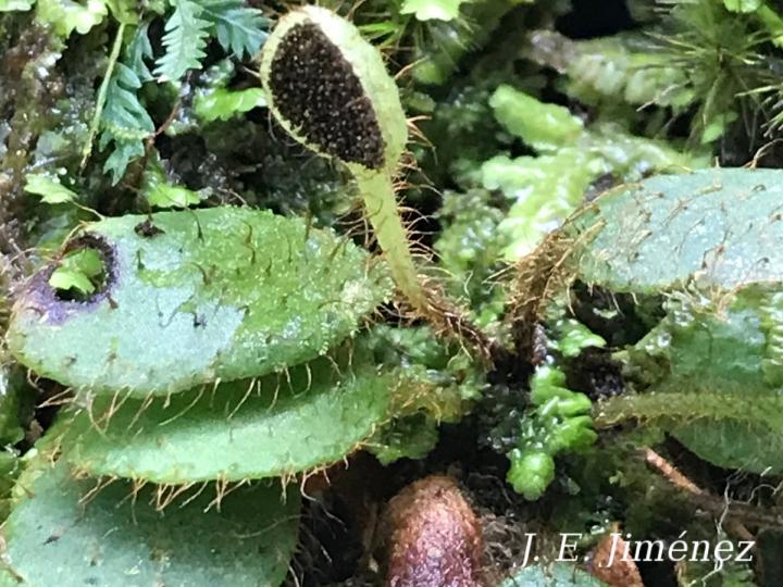 Elaphoglossum minutissimum