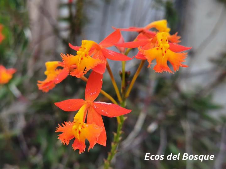 Epidendrum radicans