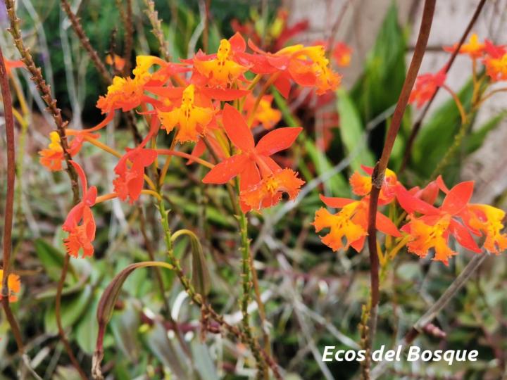 Epidendrum radicans
