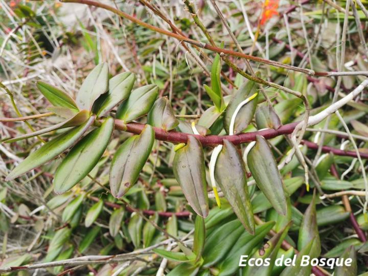 Epidendrum radicans