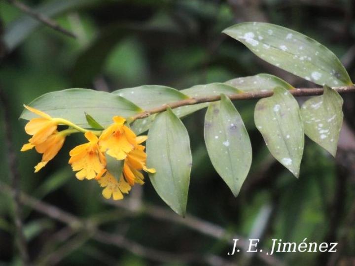 Epidendrum wallisii