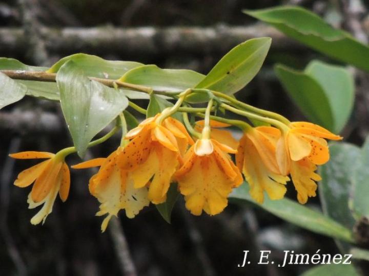 Epidendrum wallisii
