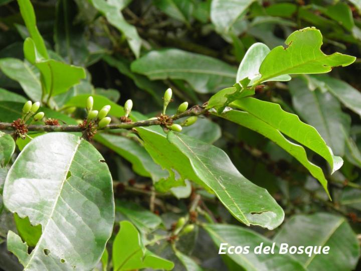 Erythroxylum macrophyllum