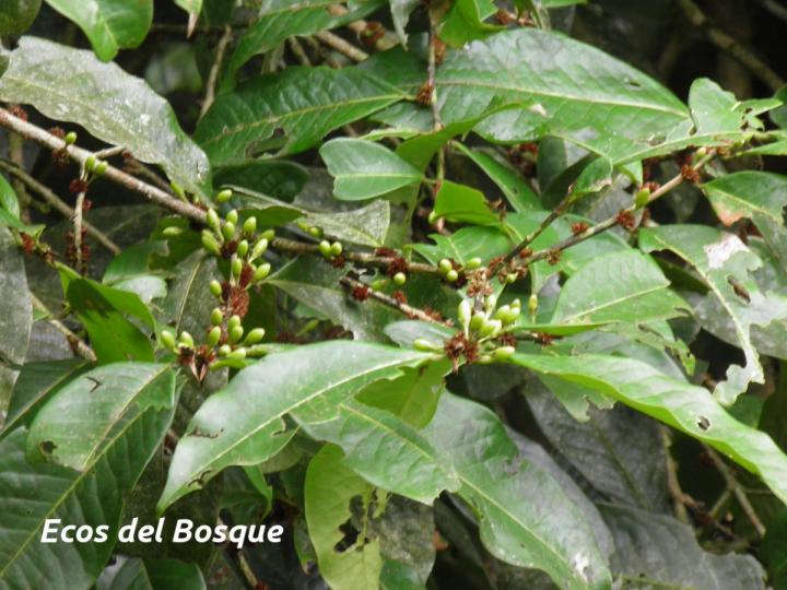 Erythroxylum macrophyllum