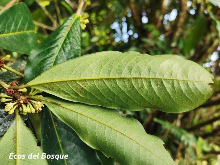 Erythroxylum macrophyllum