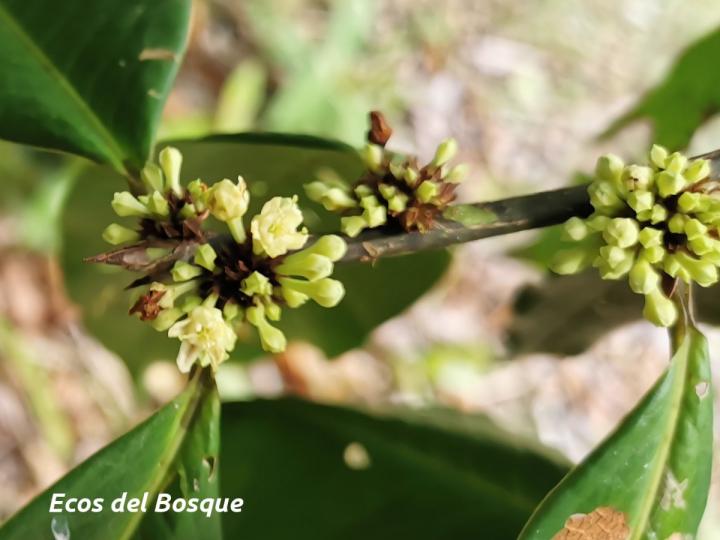 Erythroxylum macrophyllum