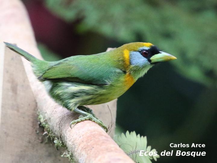 Eubucco bourcierii (Ruano)