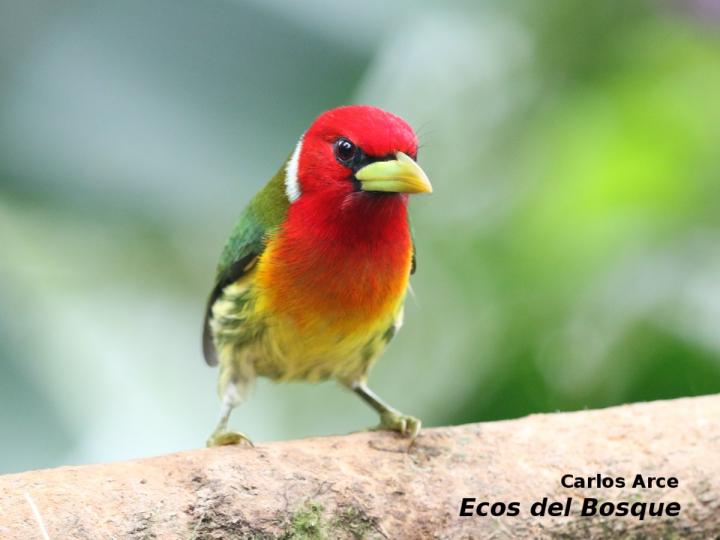 Eubucco bourcierii (Ruano)