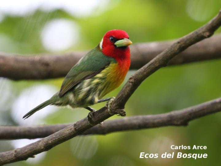 Eubucco bourcierii (Ruano)