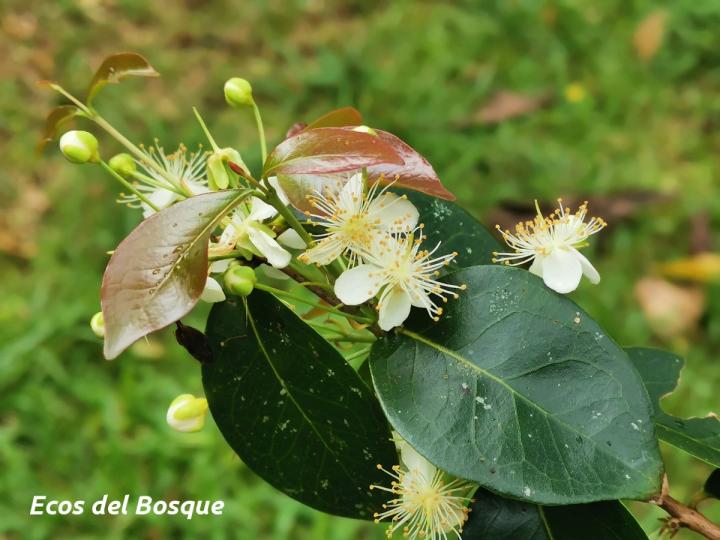 Eugenia uniflora