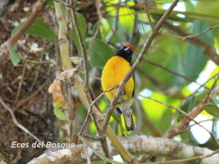 Euphonia anneae