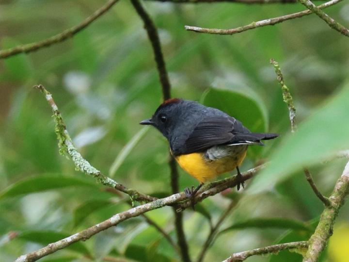 Euphonia anneae